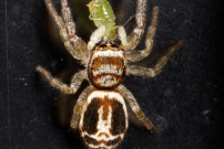 Une Saltique (Araneae - Salticidae - Icius subinermis)